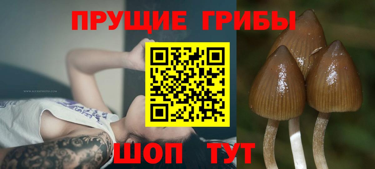 Псилоцибиновые грибы MAGIC MUSHROOMS  Вход с VPN  купить наркоту  Губкин 